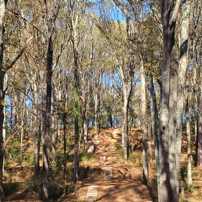Looking from basket back towards tees up the hill. November 2023