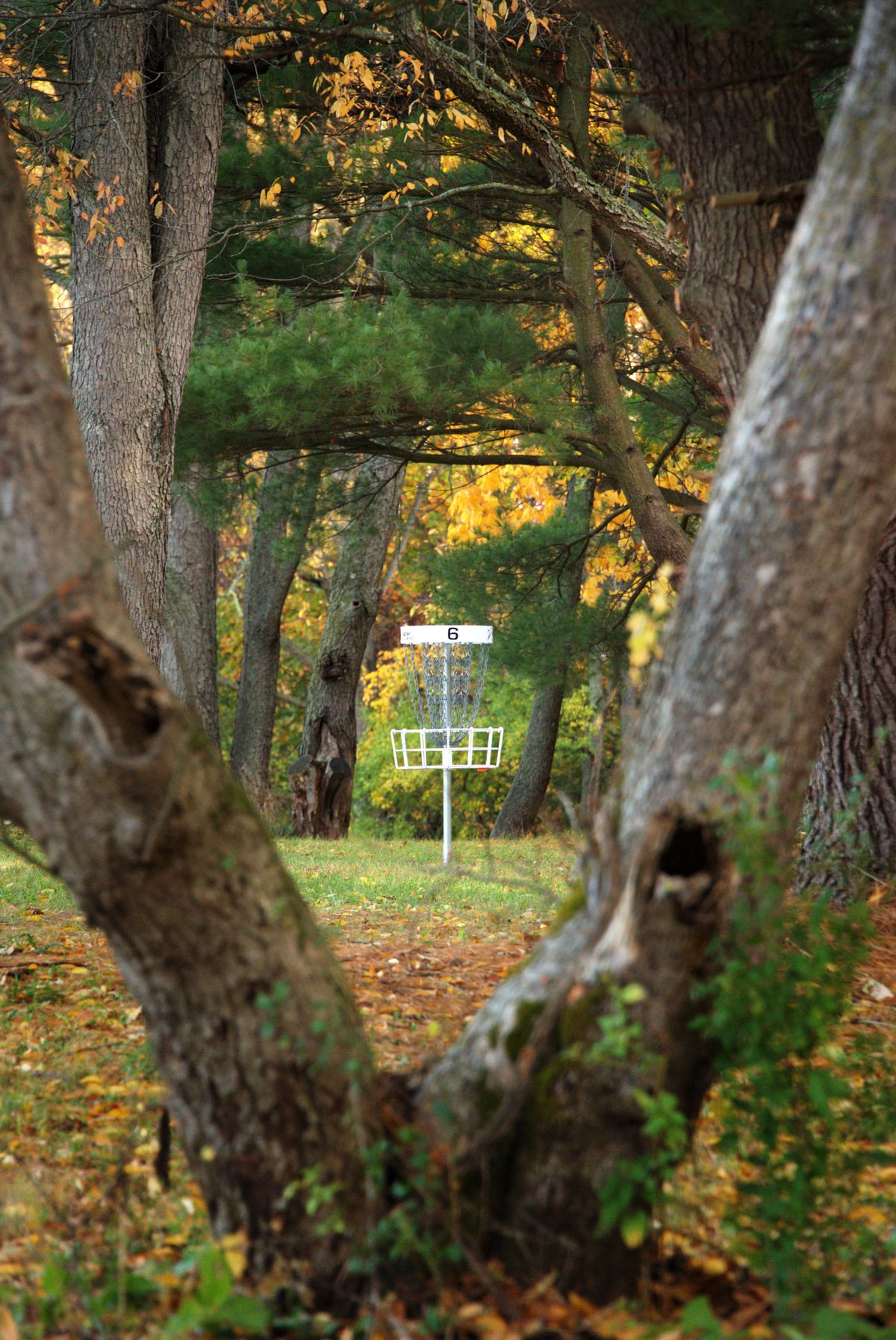 Hole 6 Shorts (Mando between V-tree)