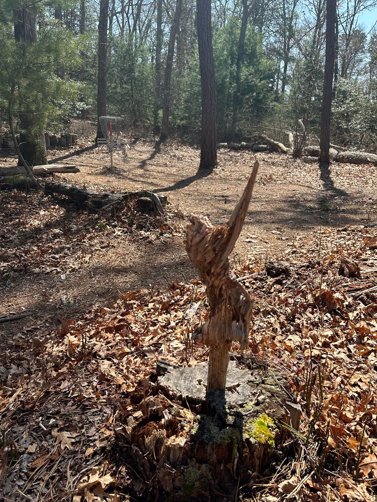 Cool looking random piece of wood!