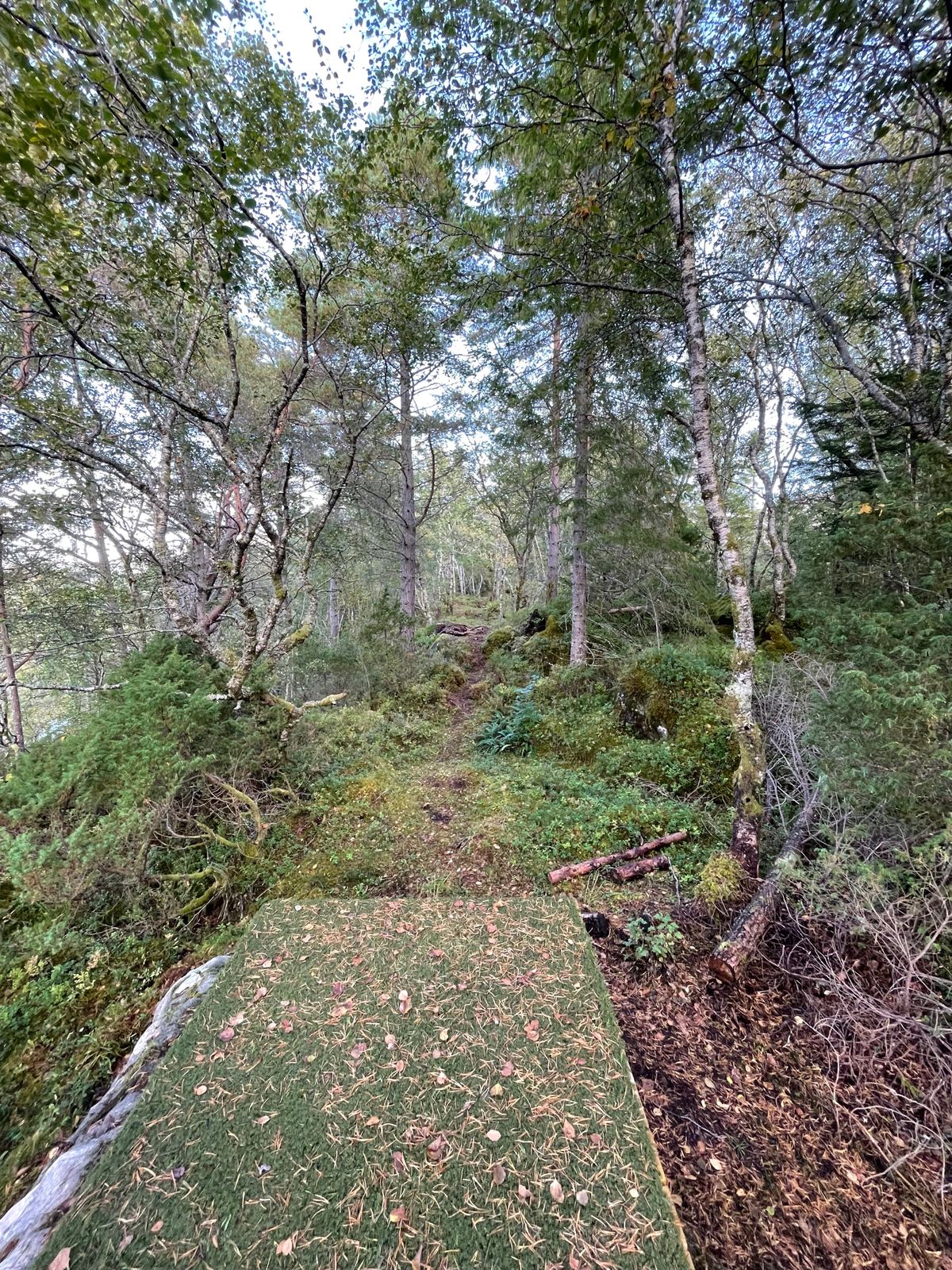 Blå