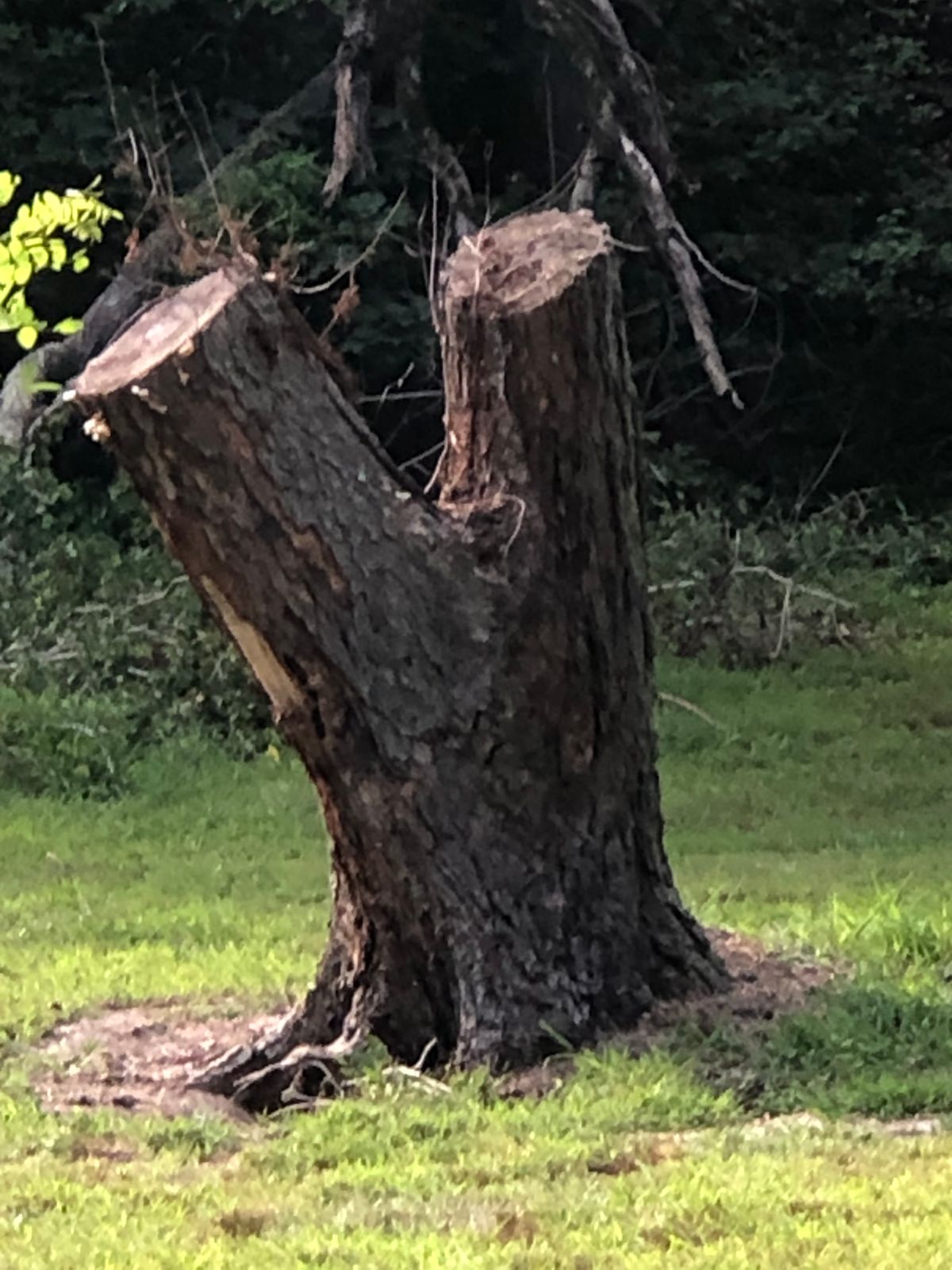 #2 Pin…Divided stump.
