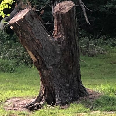 #2 Pin…Divided stump.