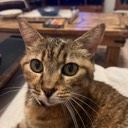 User avatar image