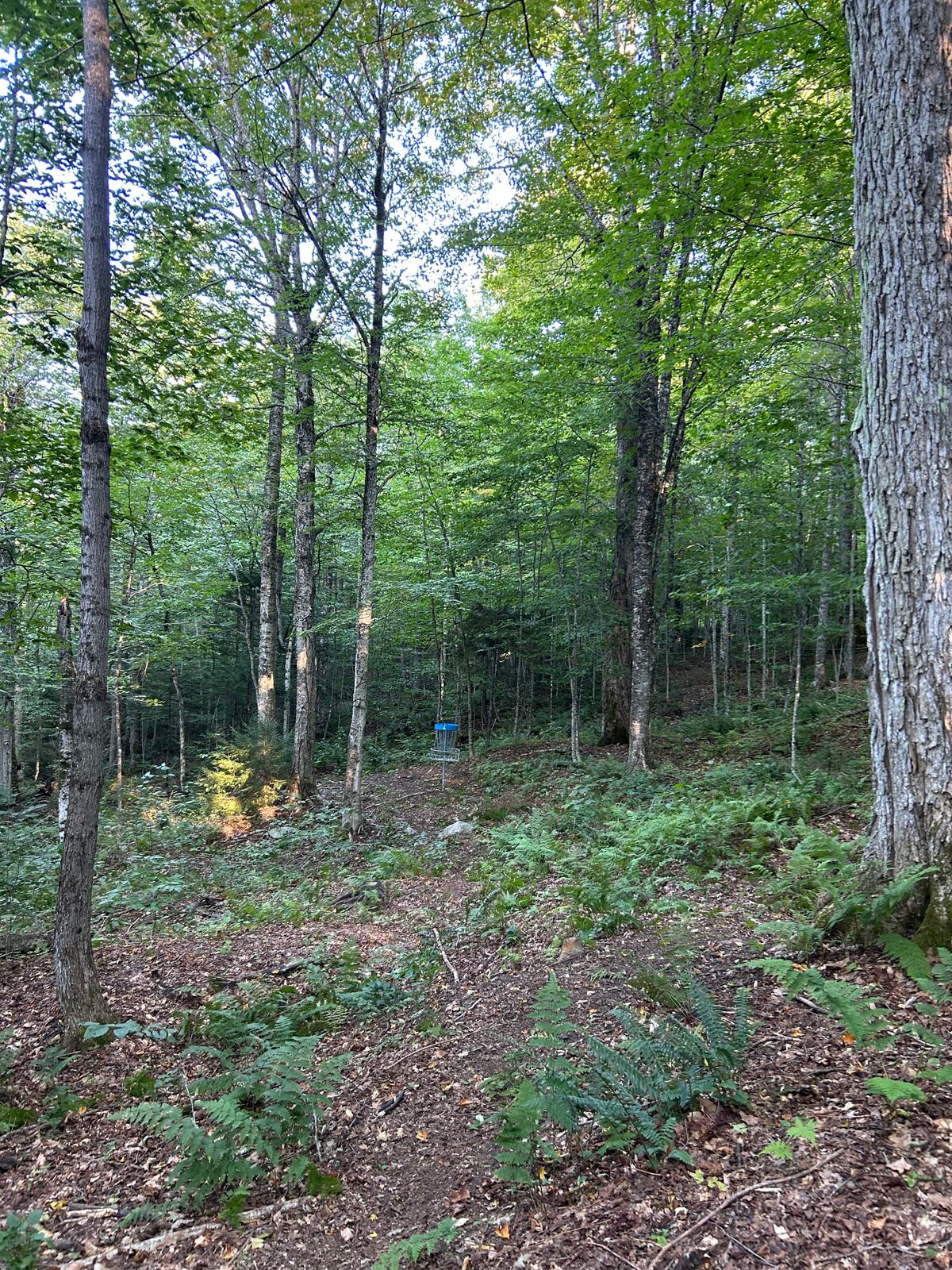 Hole 4 green