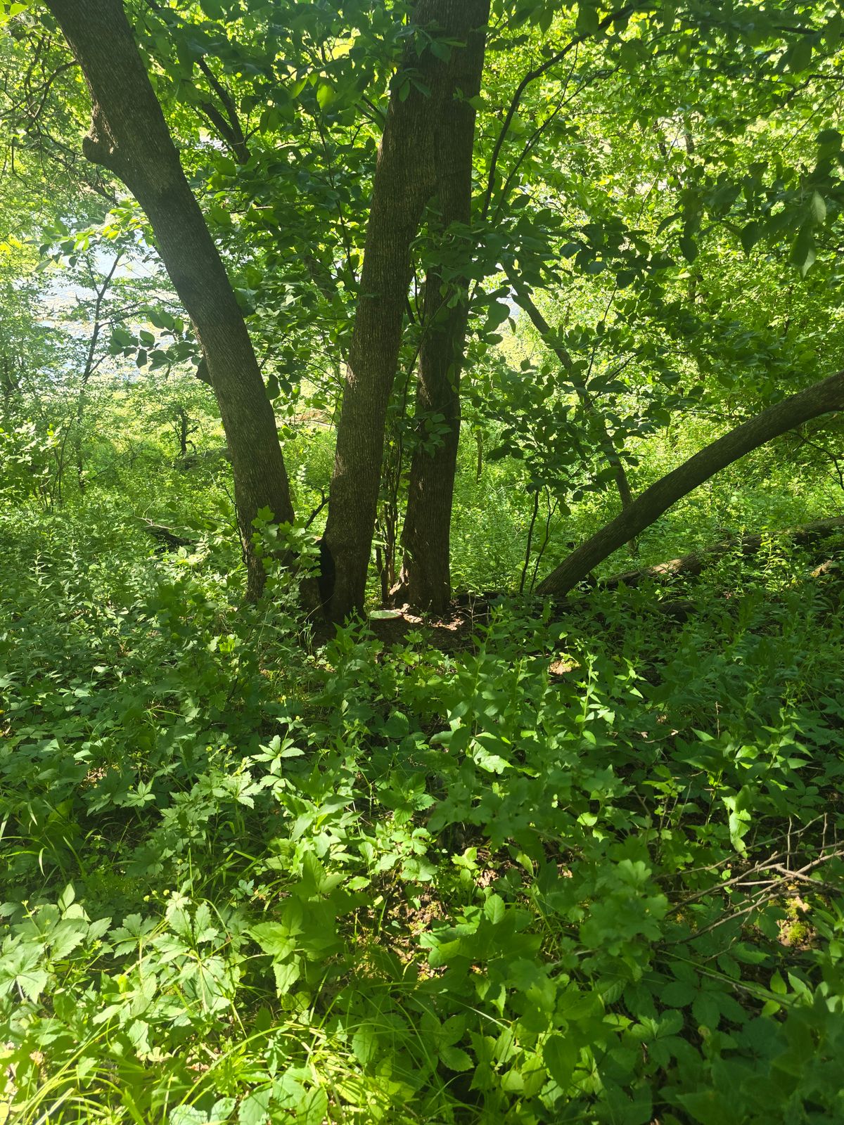 More of hole 3 disc eating rough