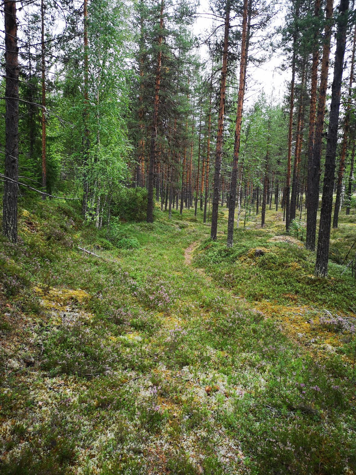 Kåtabergets Discgolf spelas ofta i gles skogsmark som här.