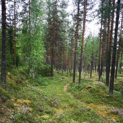 Kåtabergets Discgolf spelas ofta i gles skogsmark som här.
