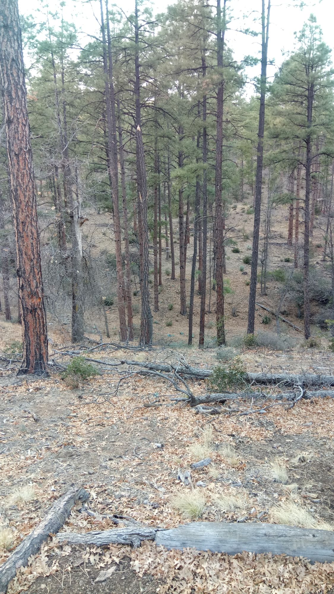 Hole #15 tee (189 ft downhill, plays 156).
