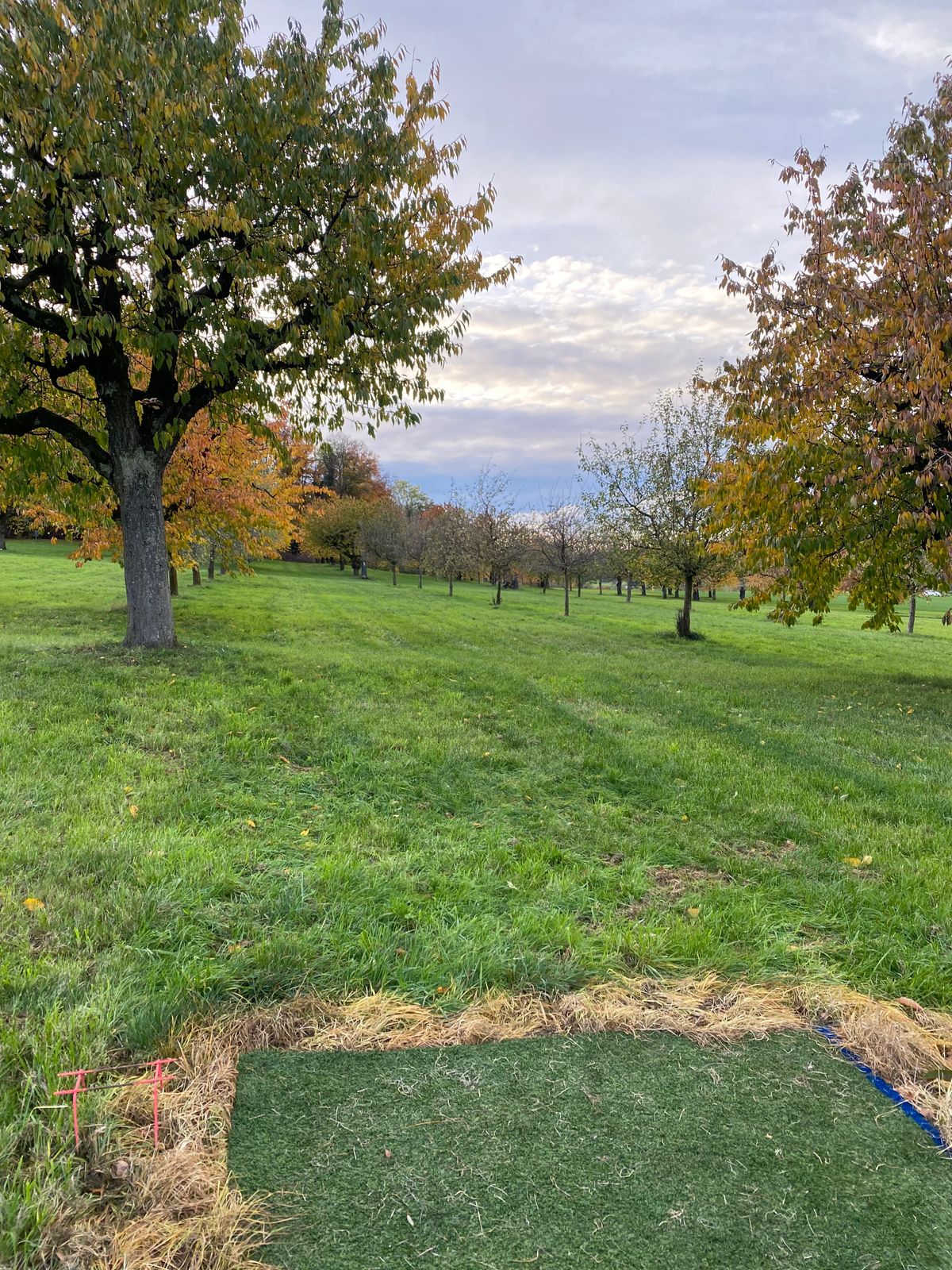 Tee 17 „Hochstamm“