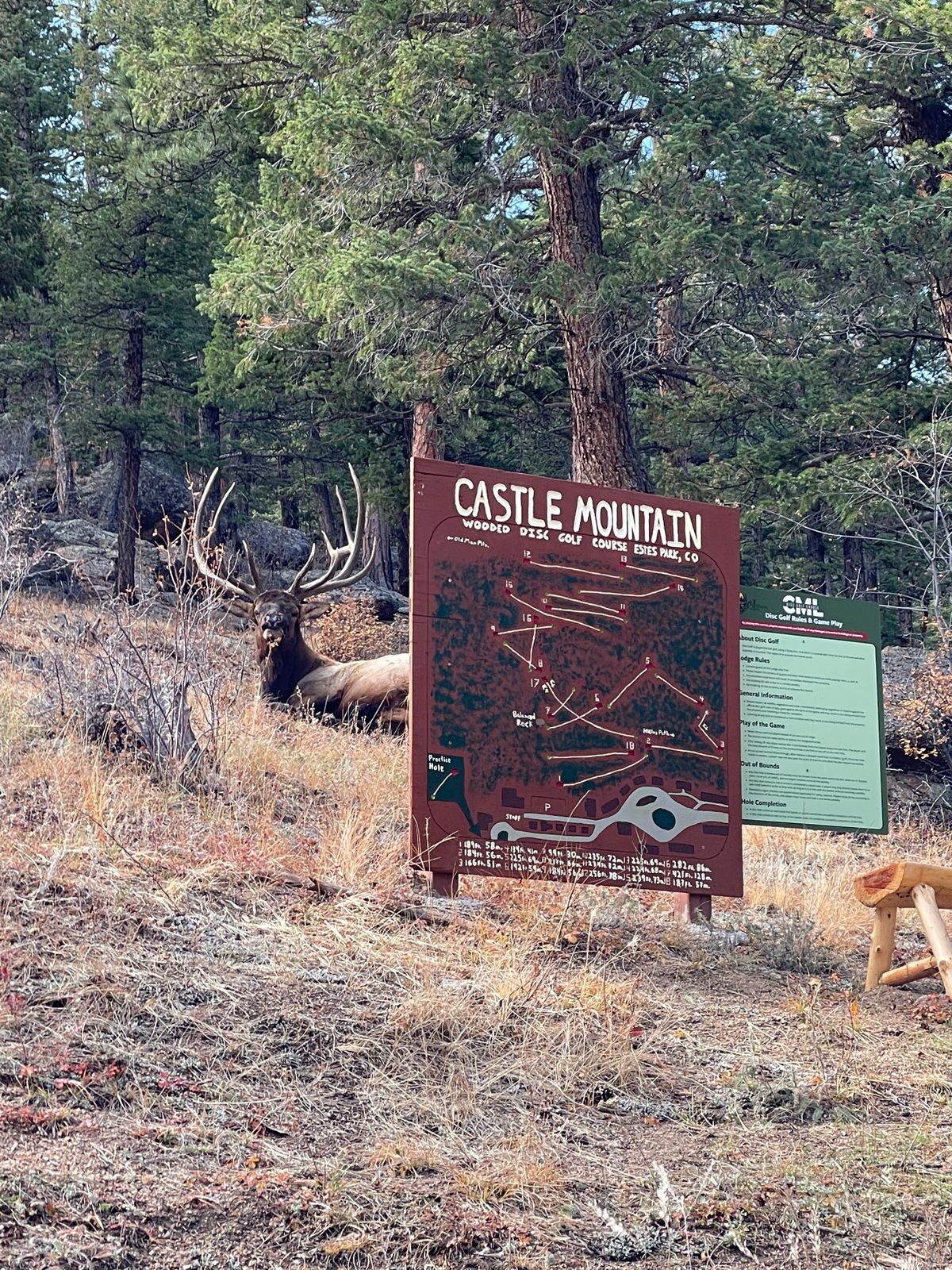 Elk at the course map