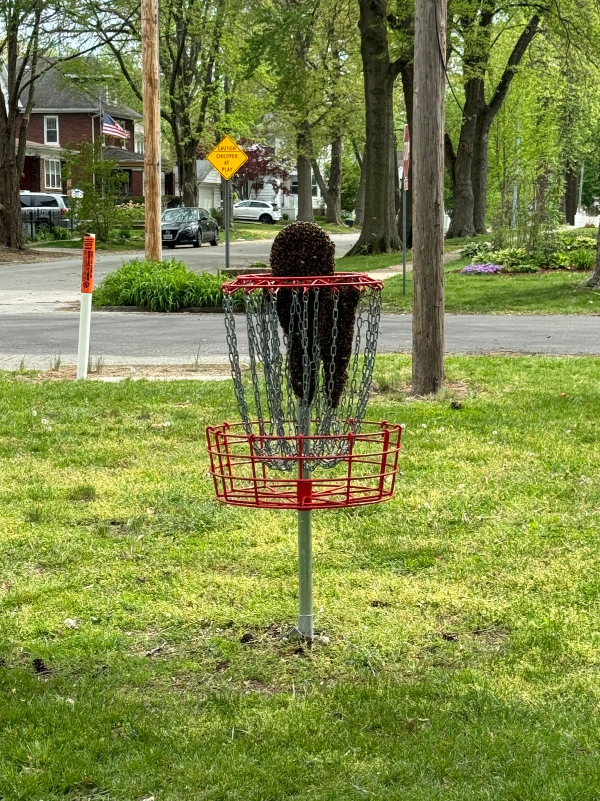 Hole 8 red basket covered in honey bees - park staff are on it!