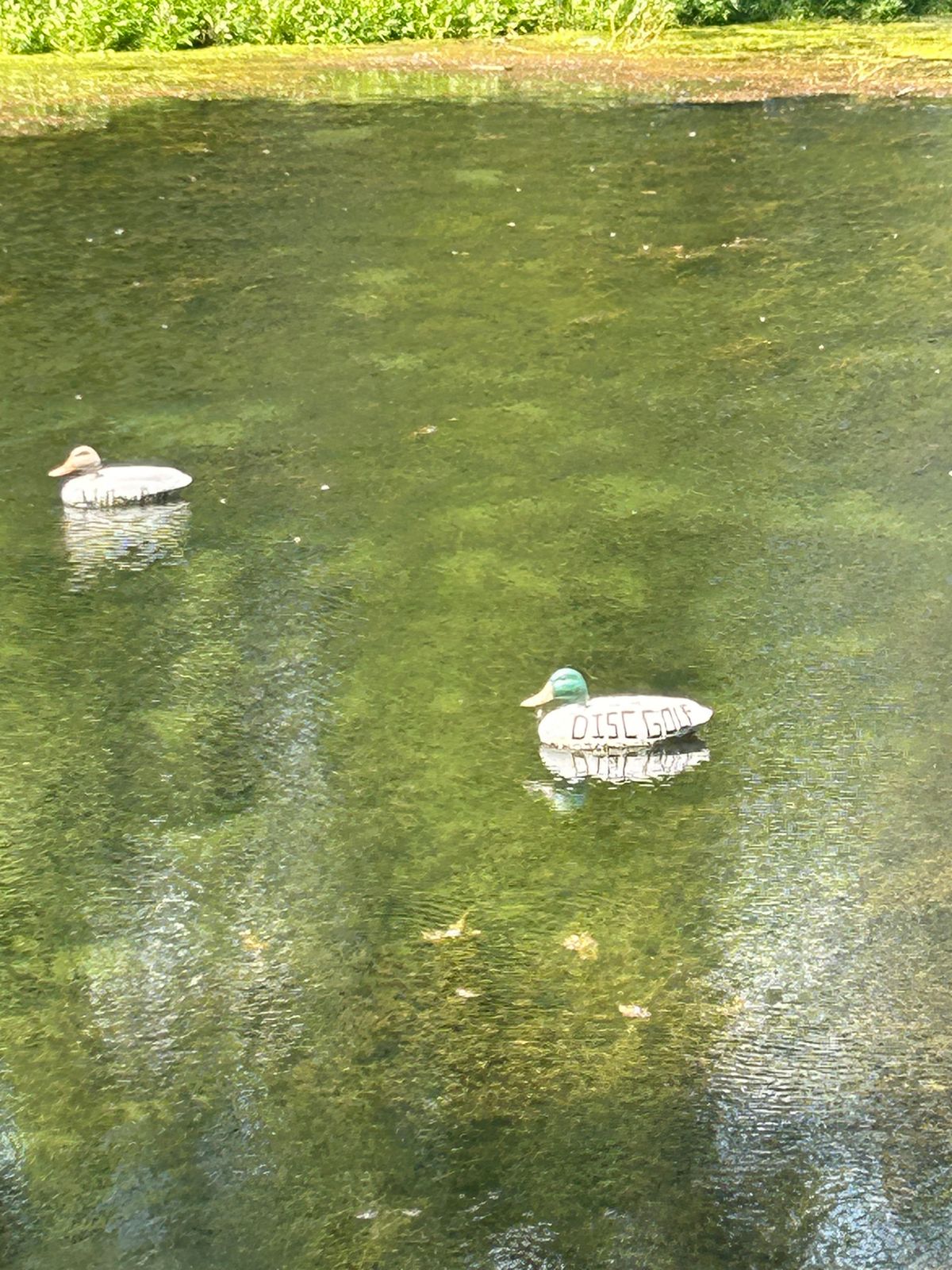 Disc golf ducks🤣