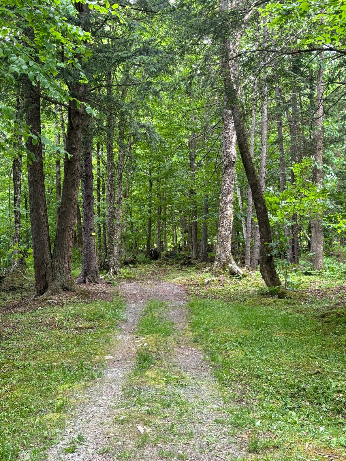 Hole 8 fairway