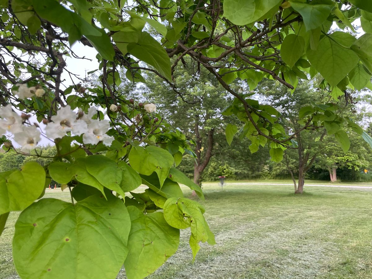 Catalpa Trees are staring to bloom!
