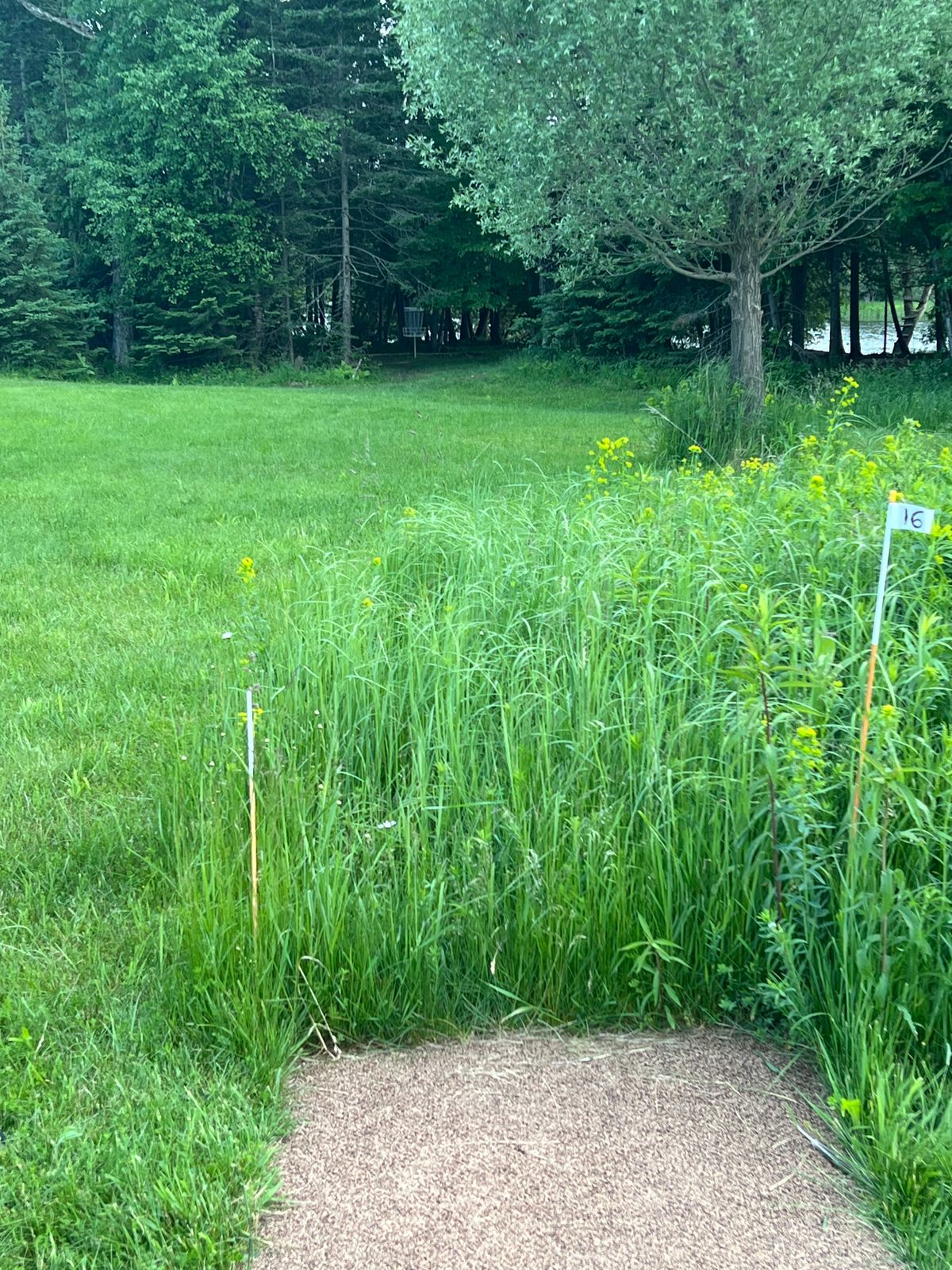 Tee pad 16 - the basket is tucked back into the trees (same basket as 7) 