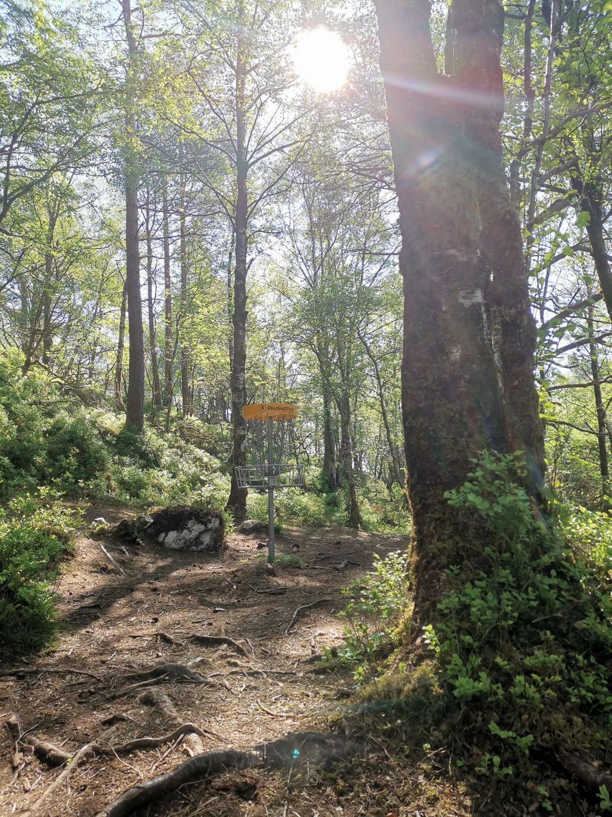Hole 3, nestled in between some guardian birches. After a majestic flight through the forest, this is where you'd love to end up.