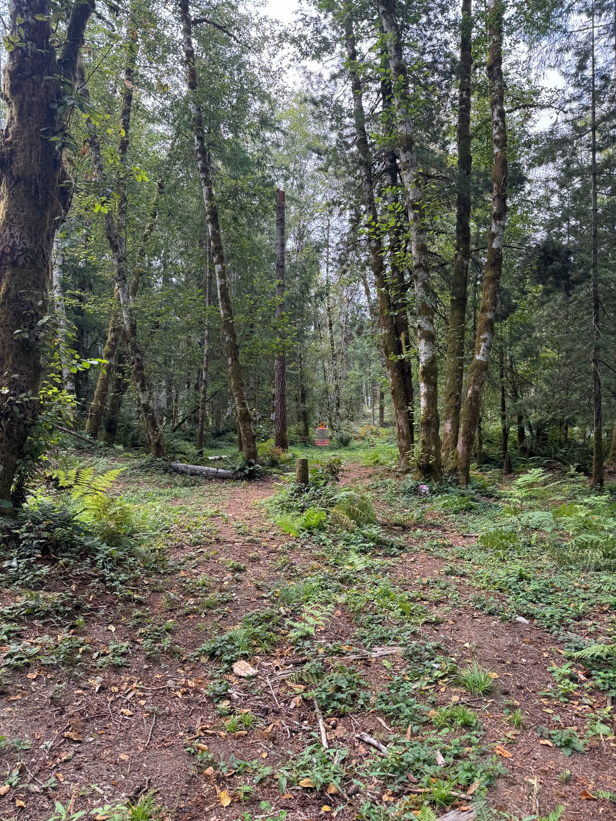 Hole 4 Basket