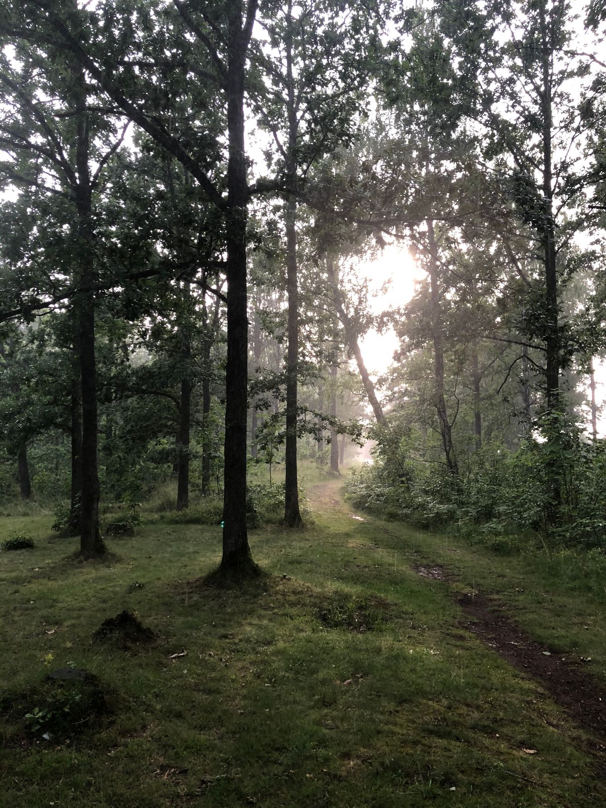 Regnet faller i skogen
