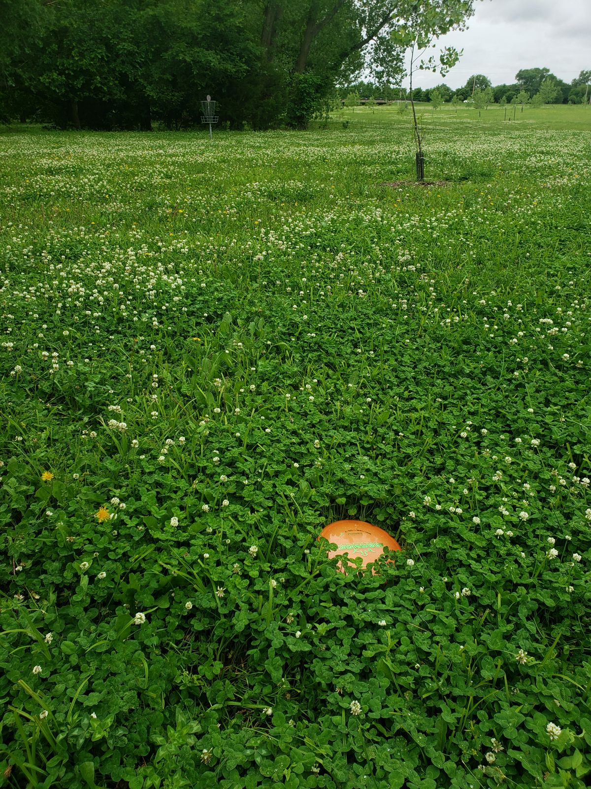 The grass is high enough to start hiding discs.