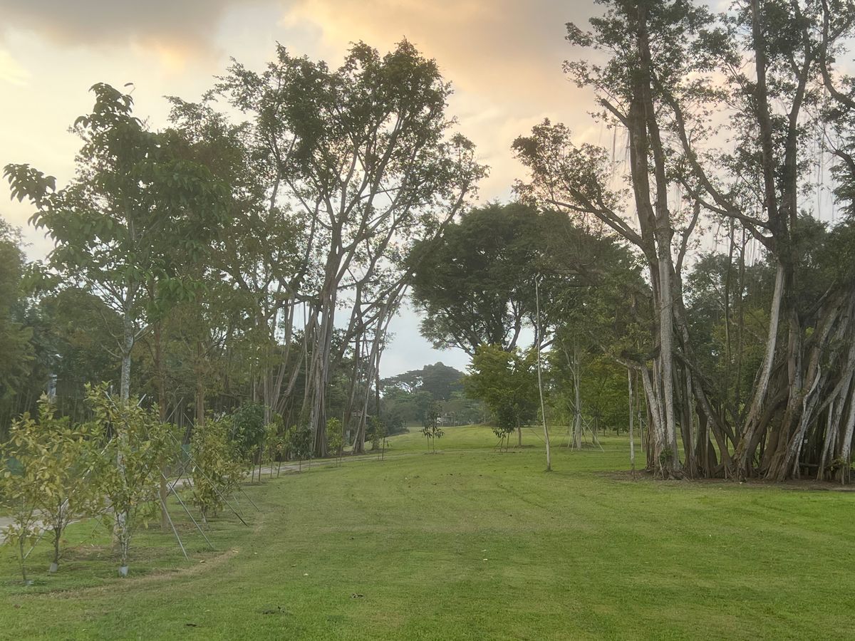 Hole 12 fairway, looking towards gap to green from dogleg.