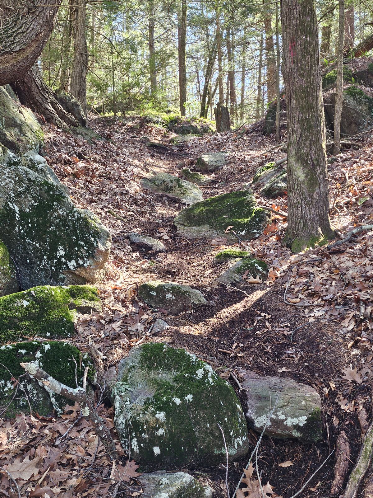 Path to 6th Tee