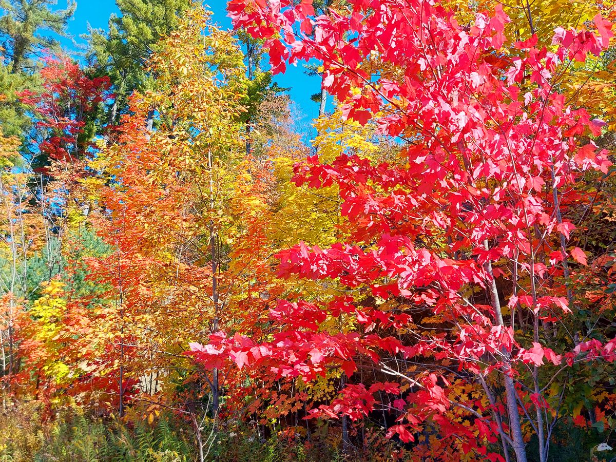 Short 🍁 🌿 🍂 🍁 🌿 upshot on hole 4.