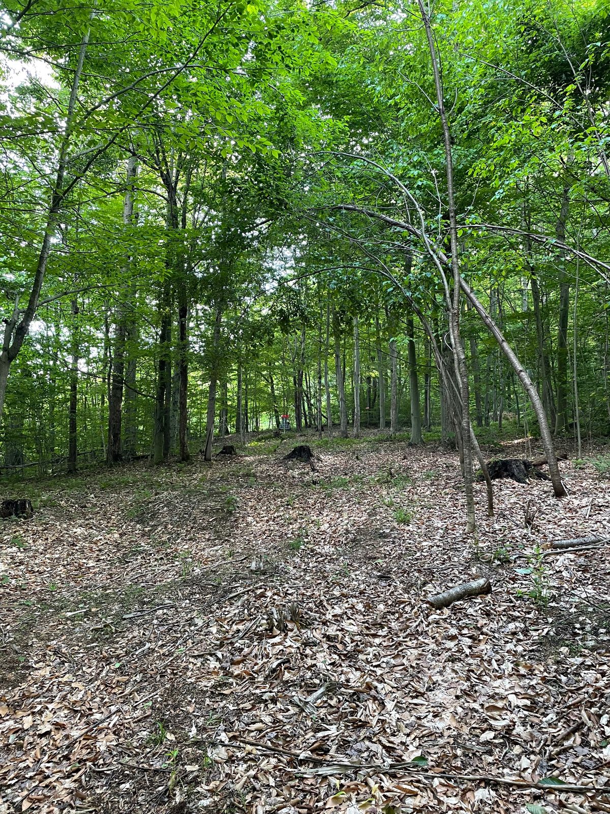 Hole 11 fairway
