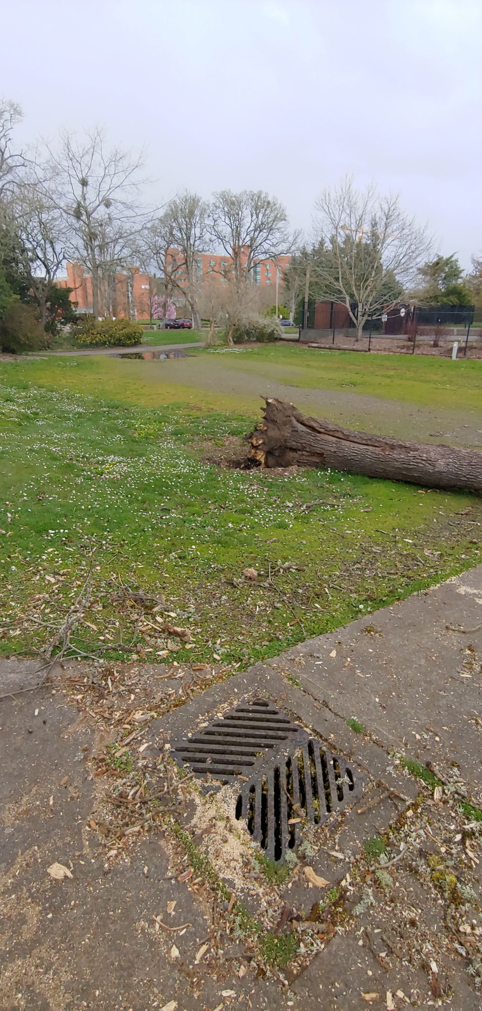 Hole 9 (tree fell during ice storm)