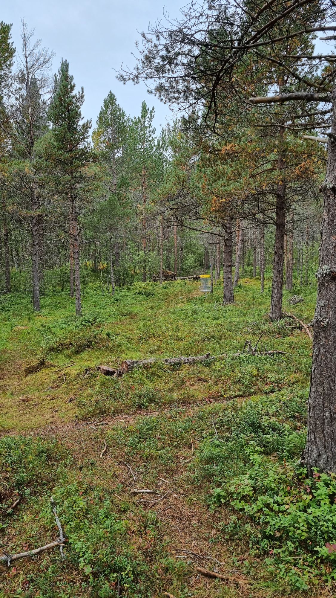 Hole 15