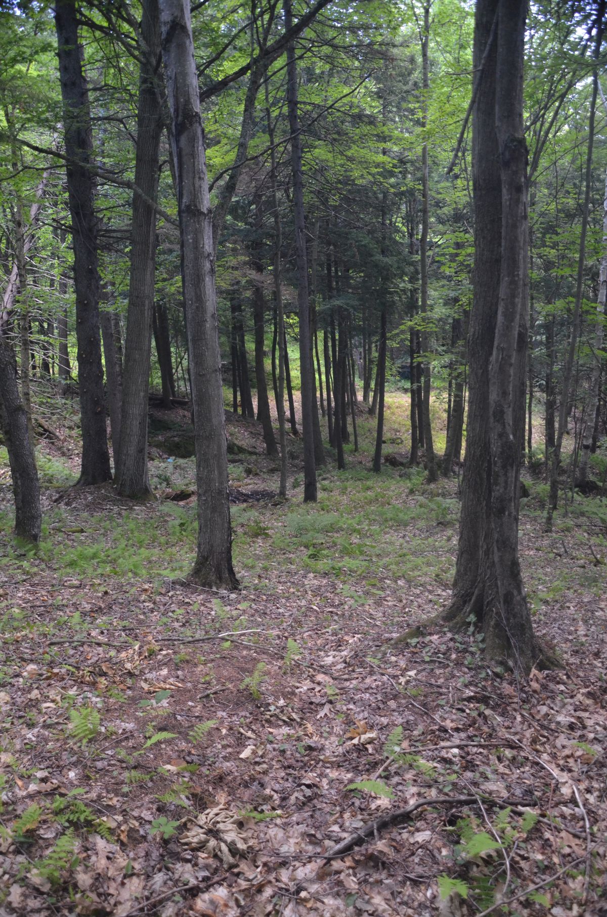 Hole 3 fairway.