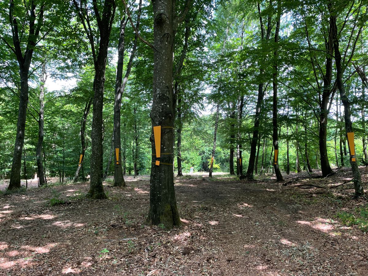 Hole 6 (“Inte nudda parken”/”Mind the trees”) on Äventyrsbanan/Adventure course.