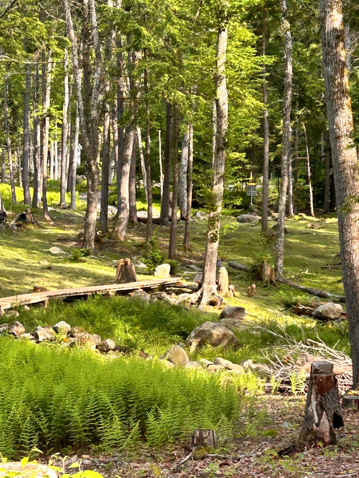 Looking towards basket 9, zoomed in from the tee box