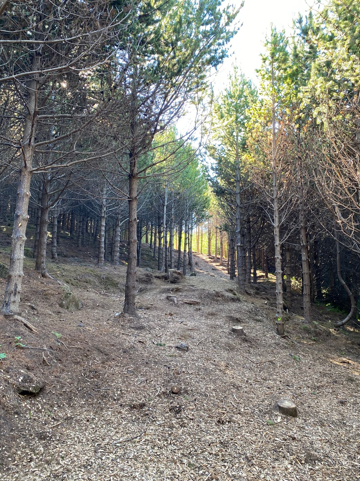 Hole 7. Tunnel shot to the sunlight, then a sharp left turn up the hill, just as narrow.
