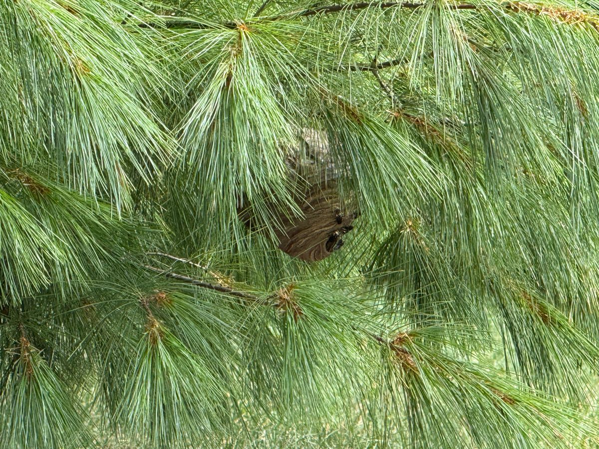 Huge wasp nest on hole 15. Low hanging branch use caution.