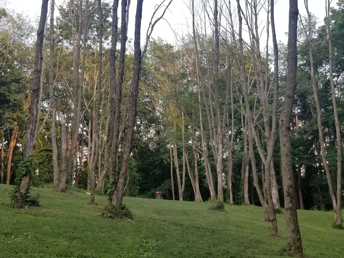 A few trees here and there, and everywhere sometimes.