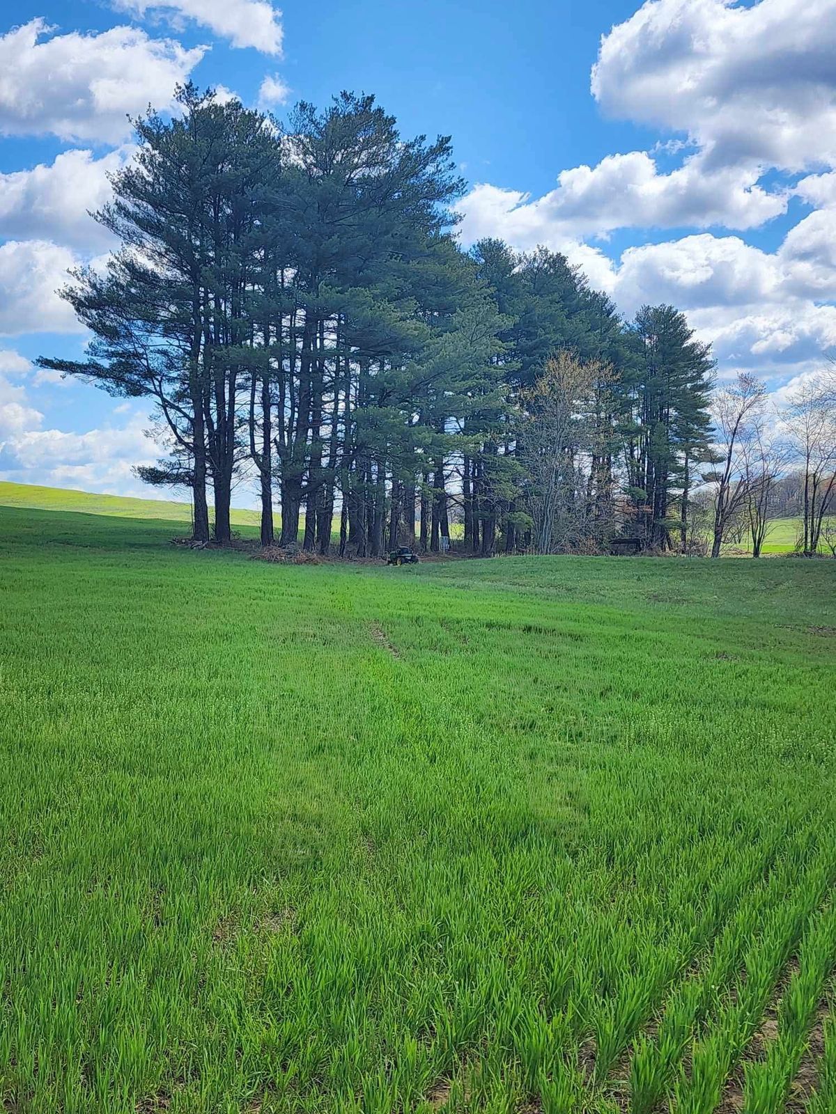 Hole 1 fairway towards basket