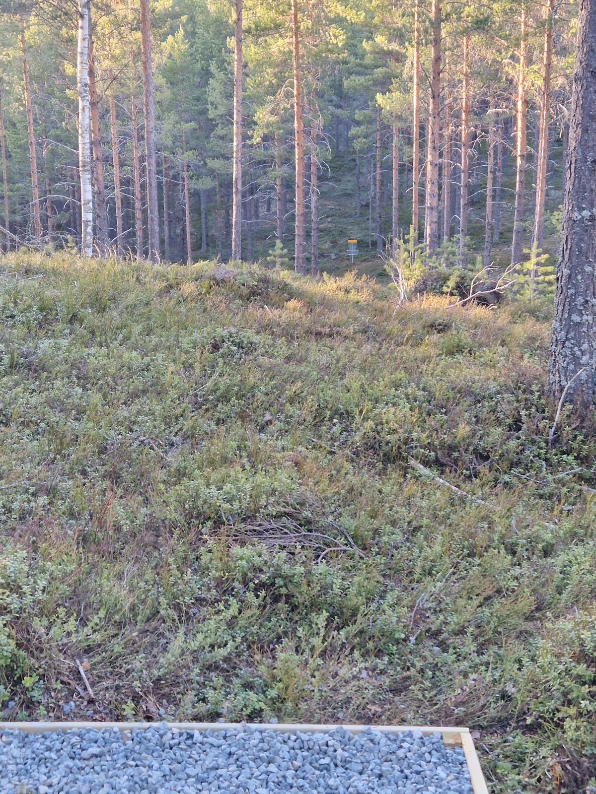 Tee 1