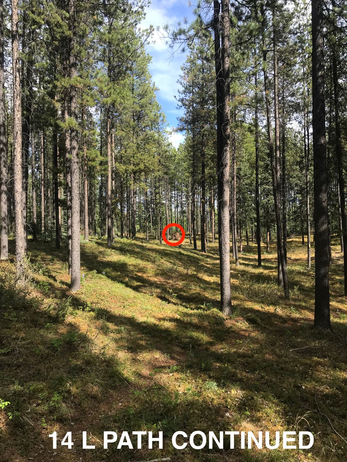 14 Left path(picture taken from right after pine thicket)