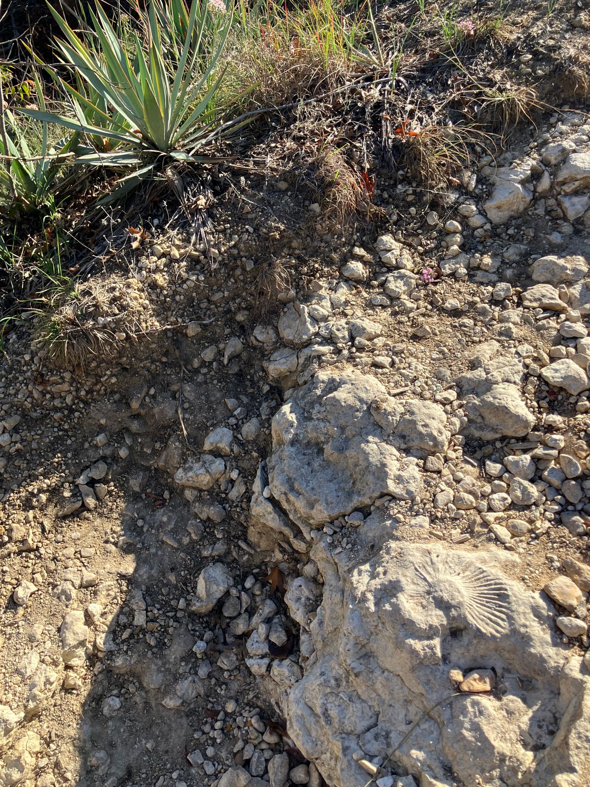 Interesting fossil in lower right.