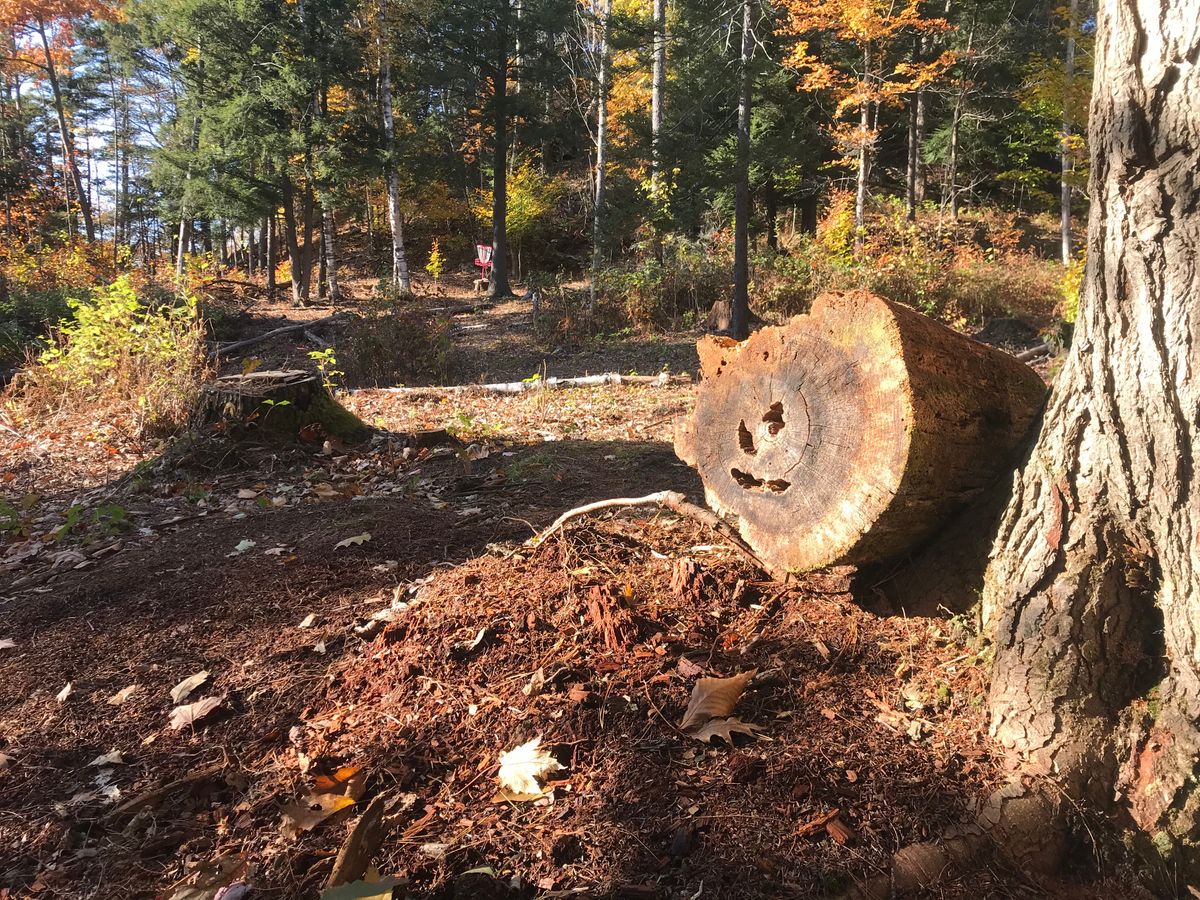 Happy log on hole 12.