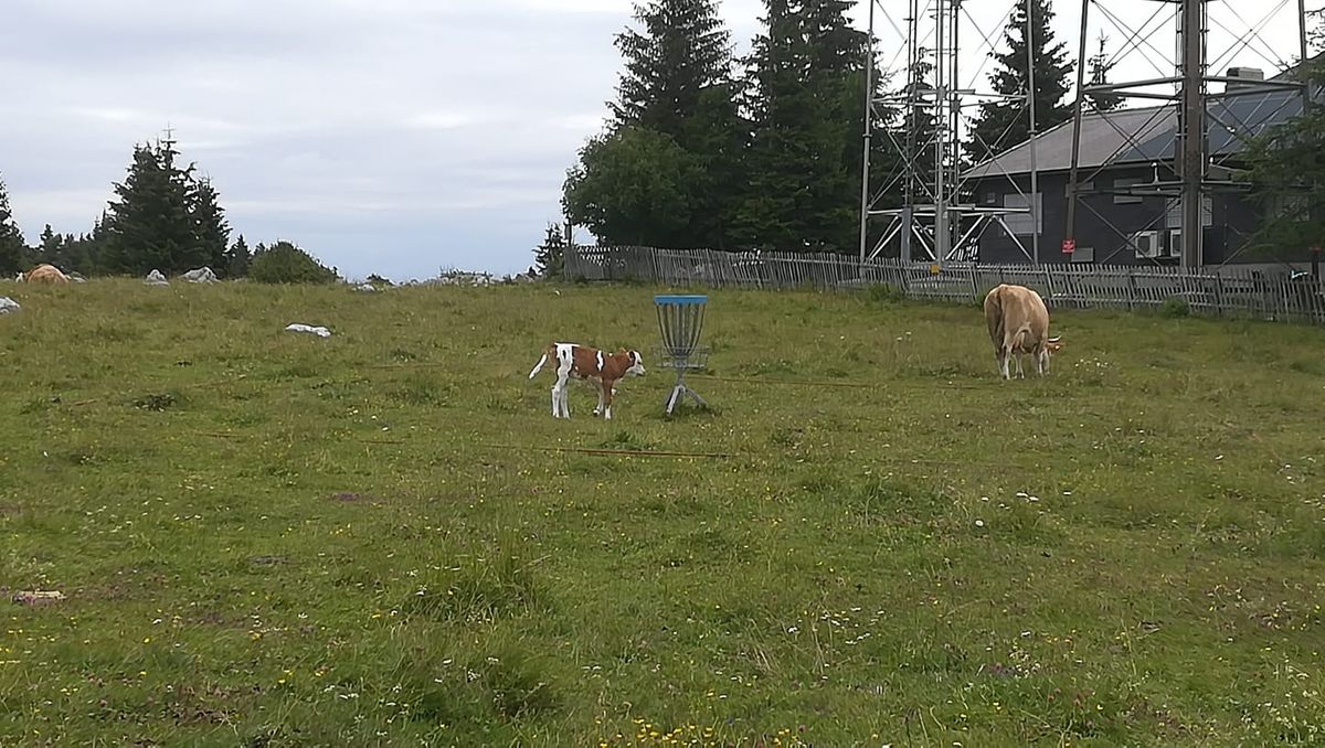 Mooooo!