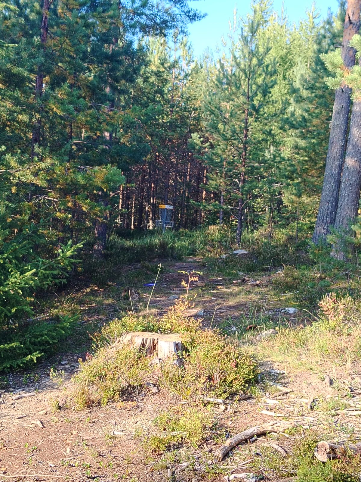 Mörriä on mutta ei liikaa ettei löydä ekalla