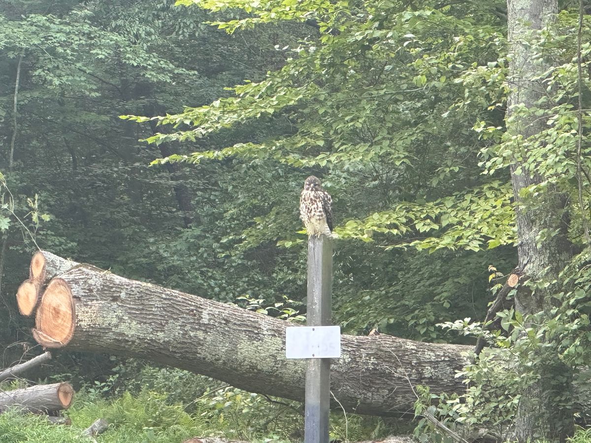 Mr. Owl visits the Hole 1 fairway.