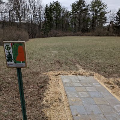 17 tee. Basket left past the brush just inside of the tree line