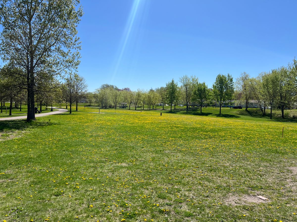 So many dandelions!