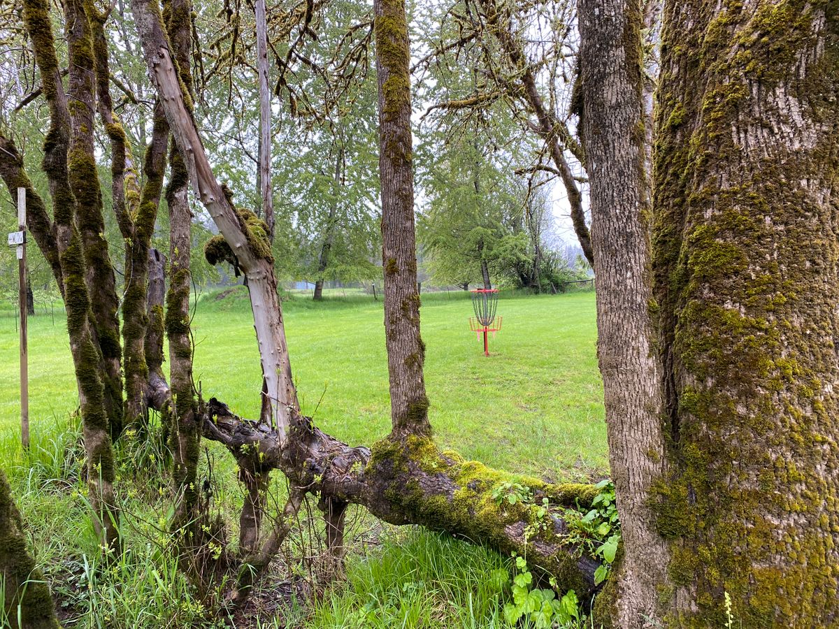 Nurse log frames up the putt on Hole 14.