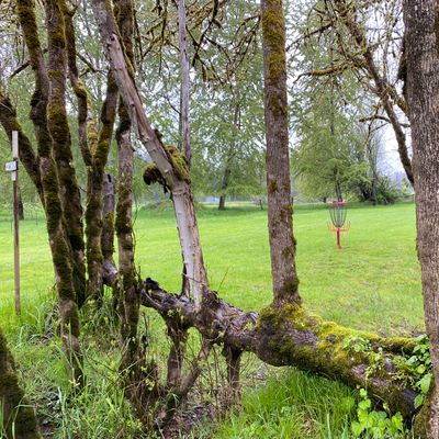 Nurse log frames up the putt on Hole 14.