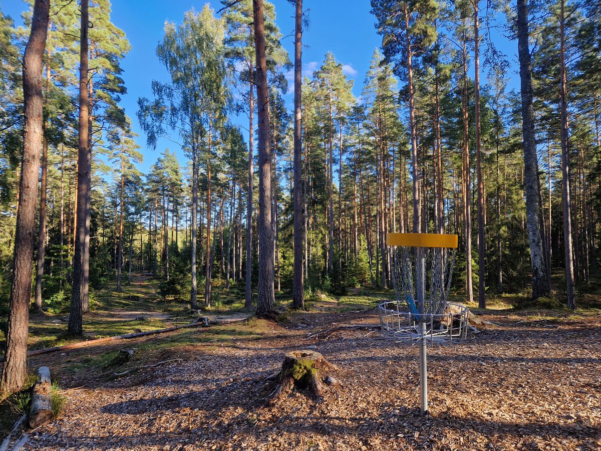 Korg hål 16 med röd tee och blå tee synliga