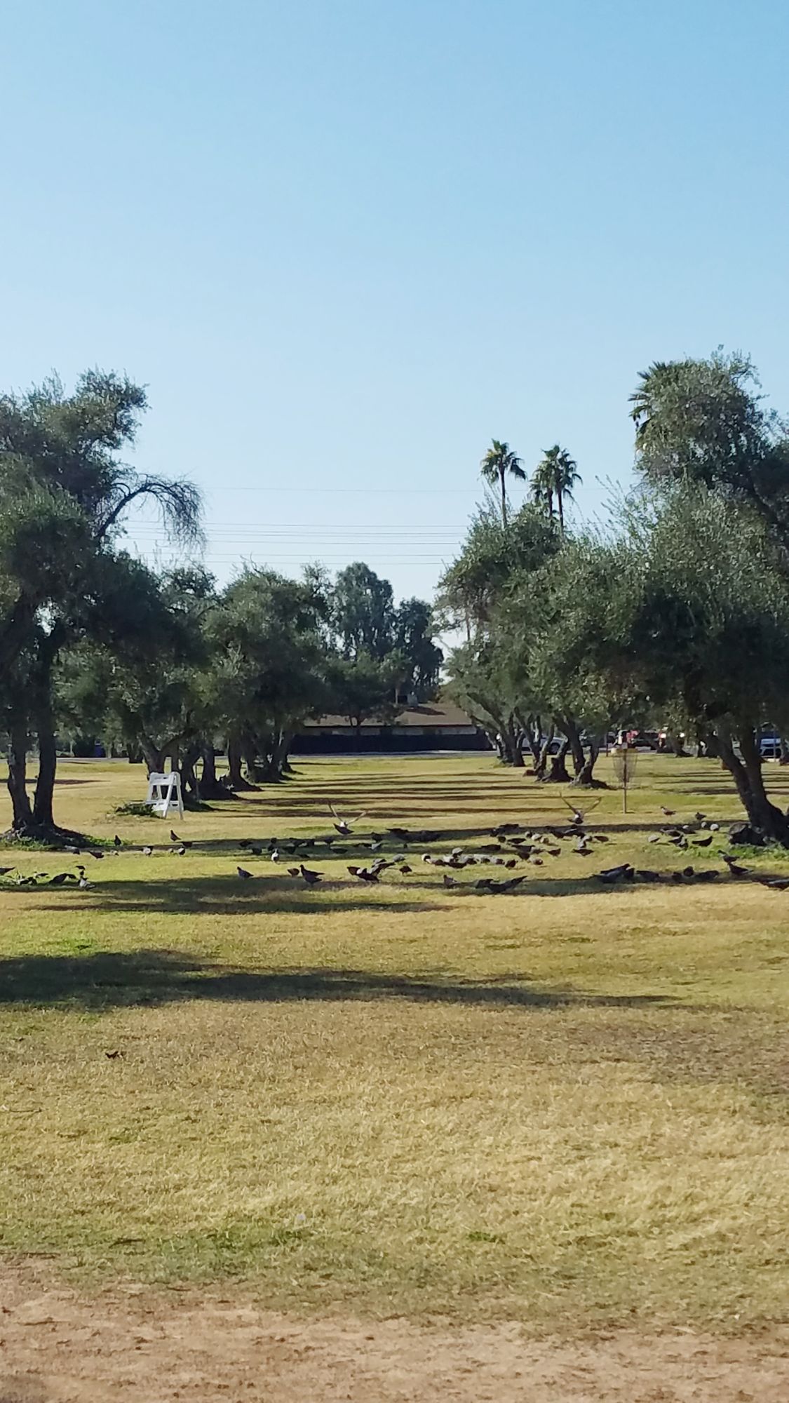 What the path looks like to throw the disc.