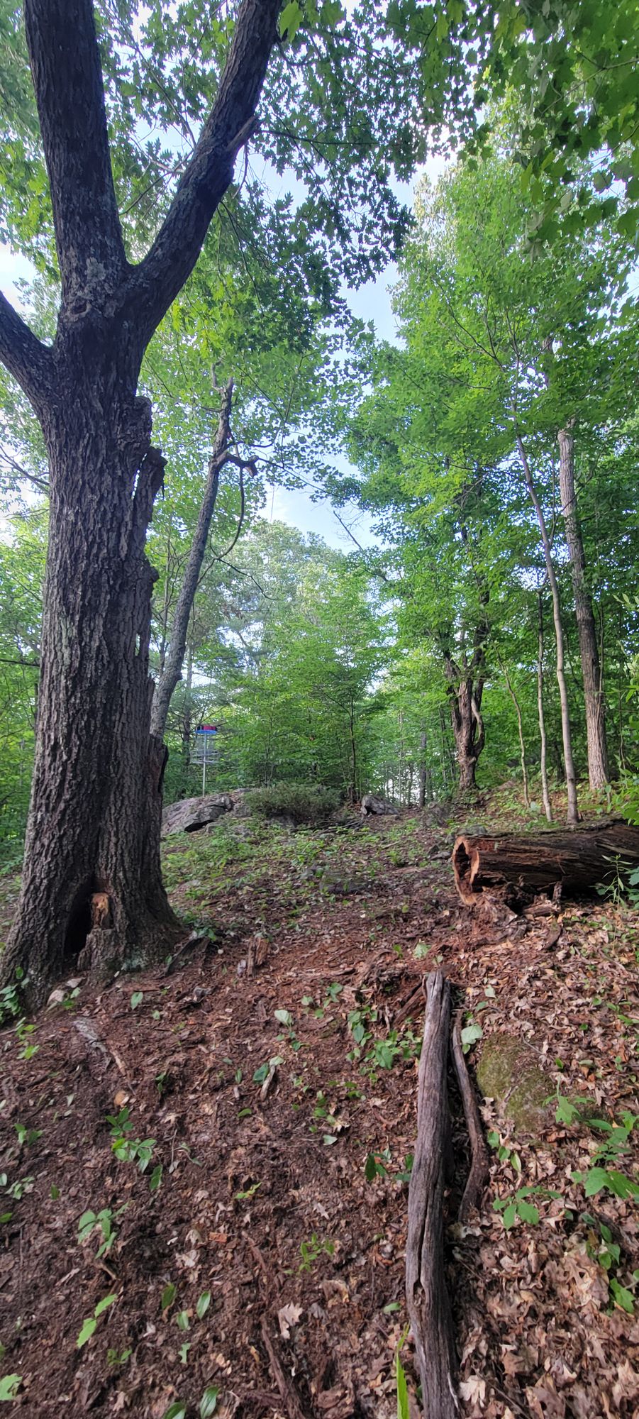 Hole 5 approaching basket